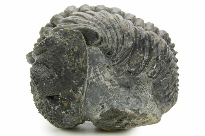 Curled Drotops Trilobite - Excellent Eye Facets #363267